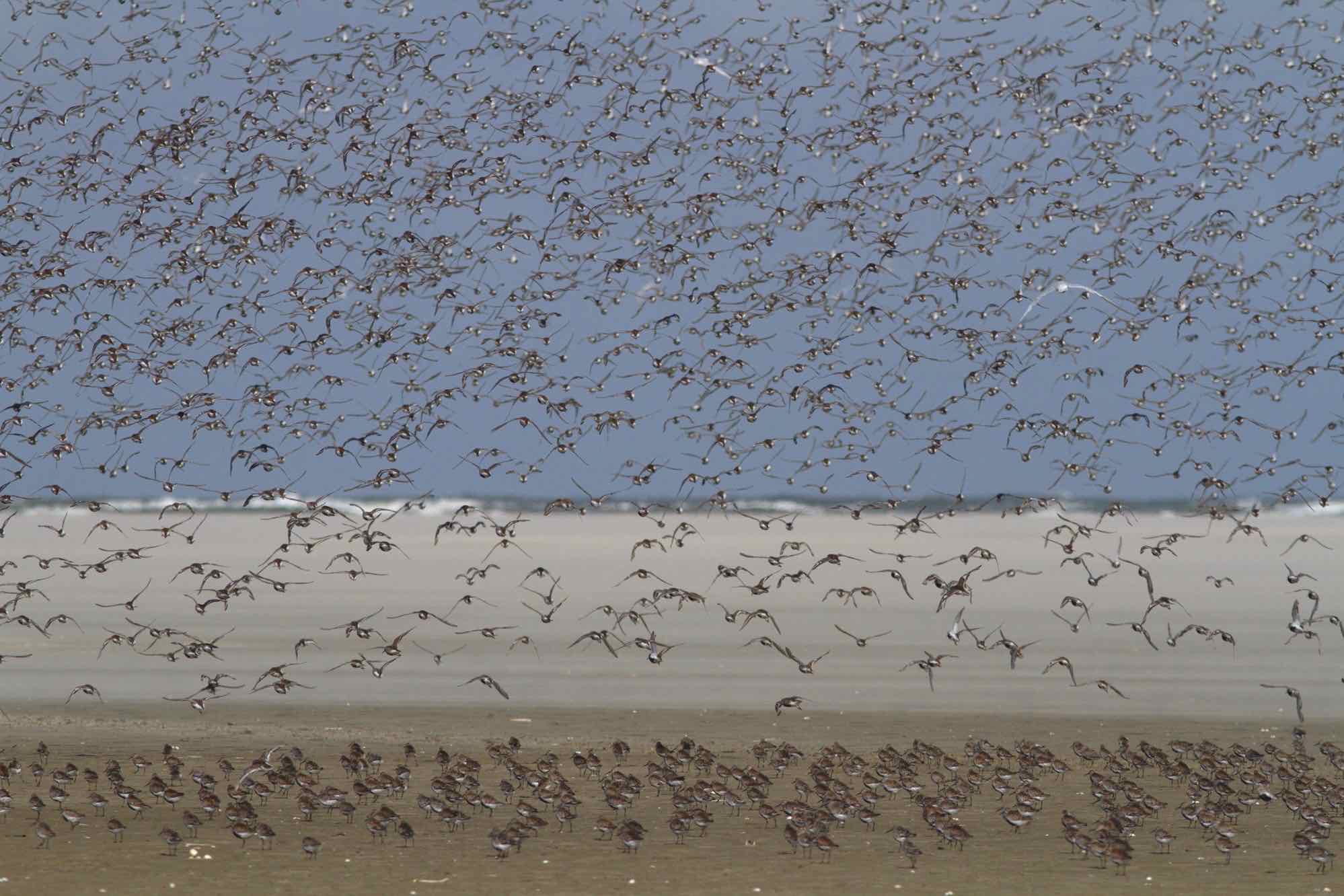 An einem Tag zu einer Sandbank 12 km durchs Watt gehen und dort Vögel zählen? Wir nehmen Sie in diesem eindrucksvoll bebilderten Vortrag mit auf unsere Tour mitten in den Nationalpark.