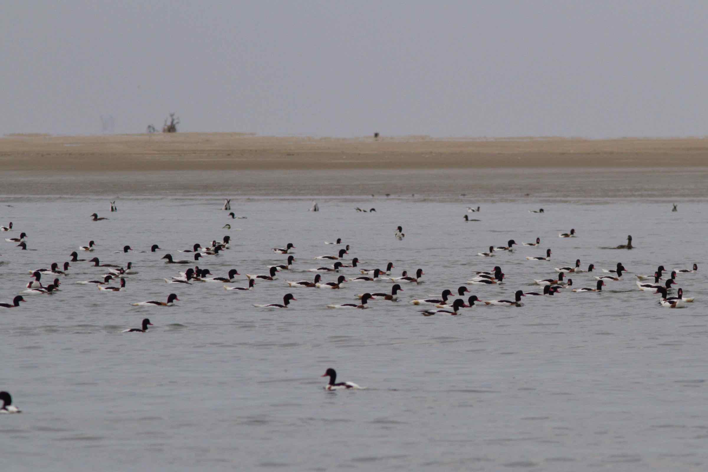 Mit der Schutzstation Wattenmeer die typischen Vögel an der Küste kennenlernen und viele spannende Details über die Vogelwelt und den Vogelzug im Wattenmeer erfahren