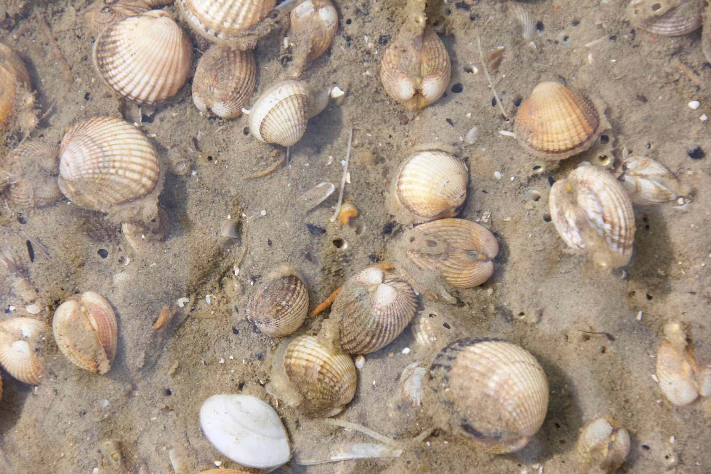 Das Meer spült allerhand an die Küste: Muscheln, Schnecken, Algen und Müll. In unserem Wattlabor entdecken wir die Vielfalt der Funde und schleifen einen Bernstein - das Gold der Nordsee.