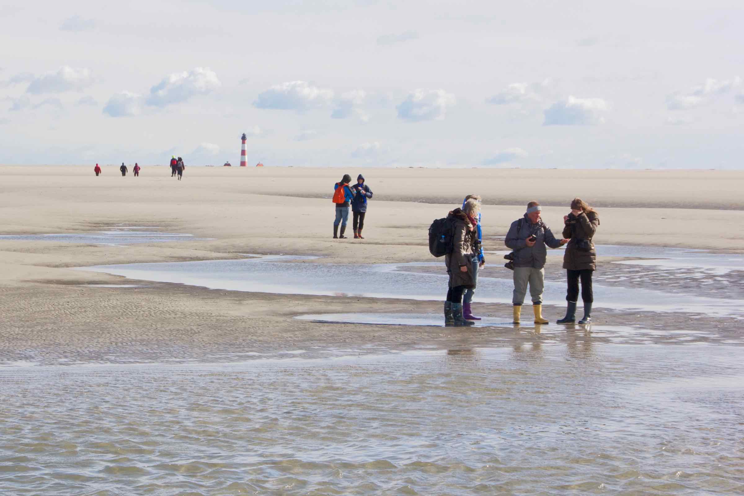 Meeresgrund trifft Horizont! Durch das Watt wandern wir hinaus bis zur Sandbank vor Westerhever. In Schlick und Sand erkunden wir das interessante Leben im Weltnaturerbe Wattenmeer.