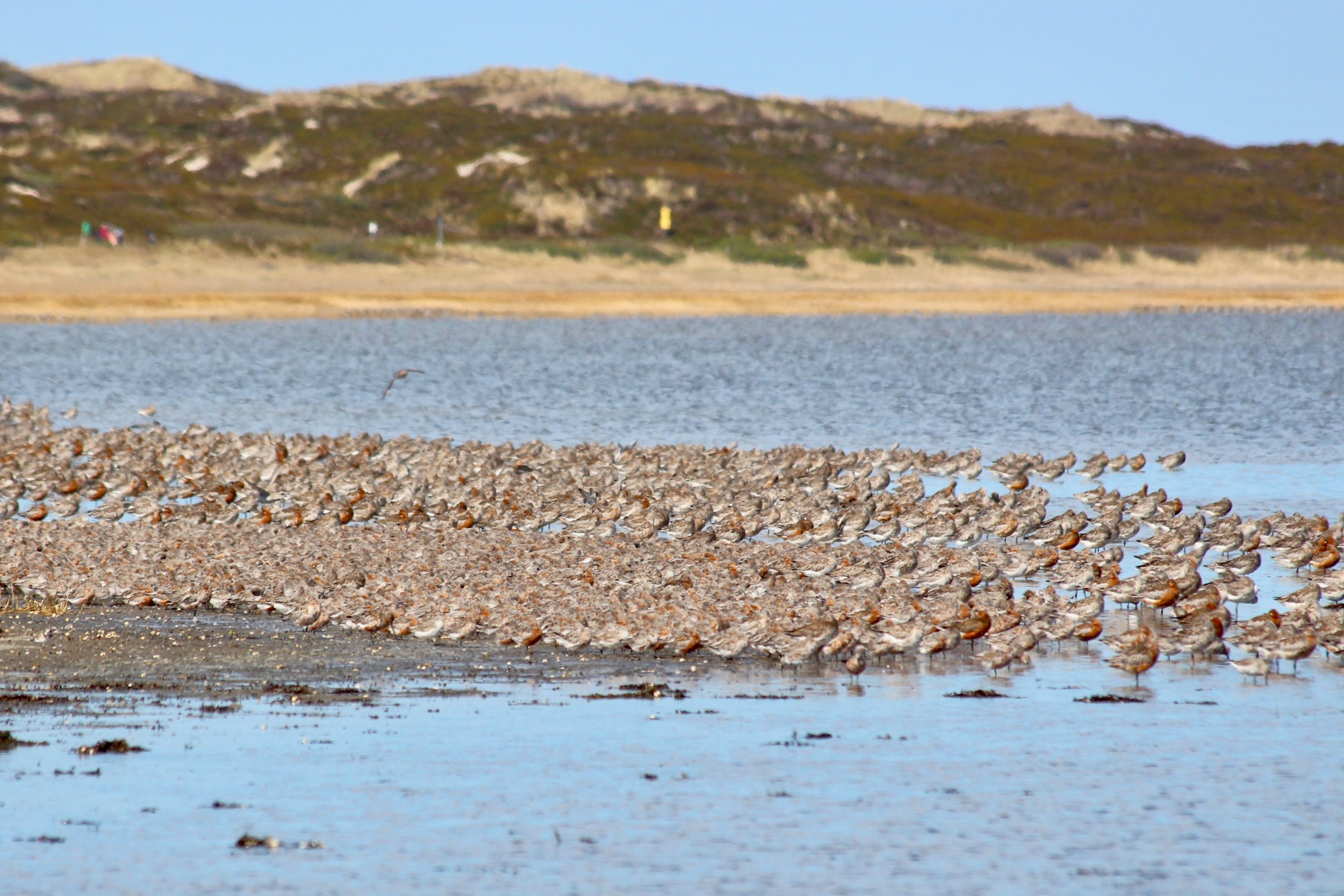 Die Zugvögel sind hier, da sie auf den trockenen Wattflächen Unmengen an Futter finden können.