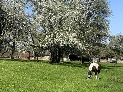 helchenhof_pferd