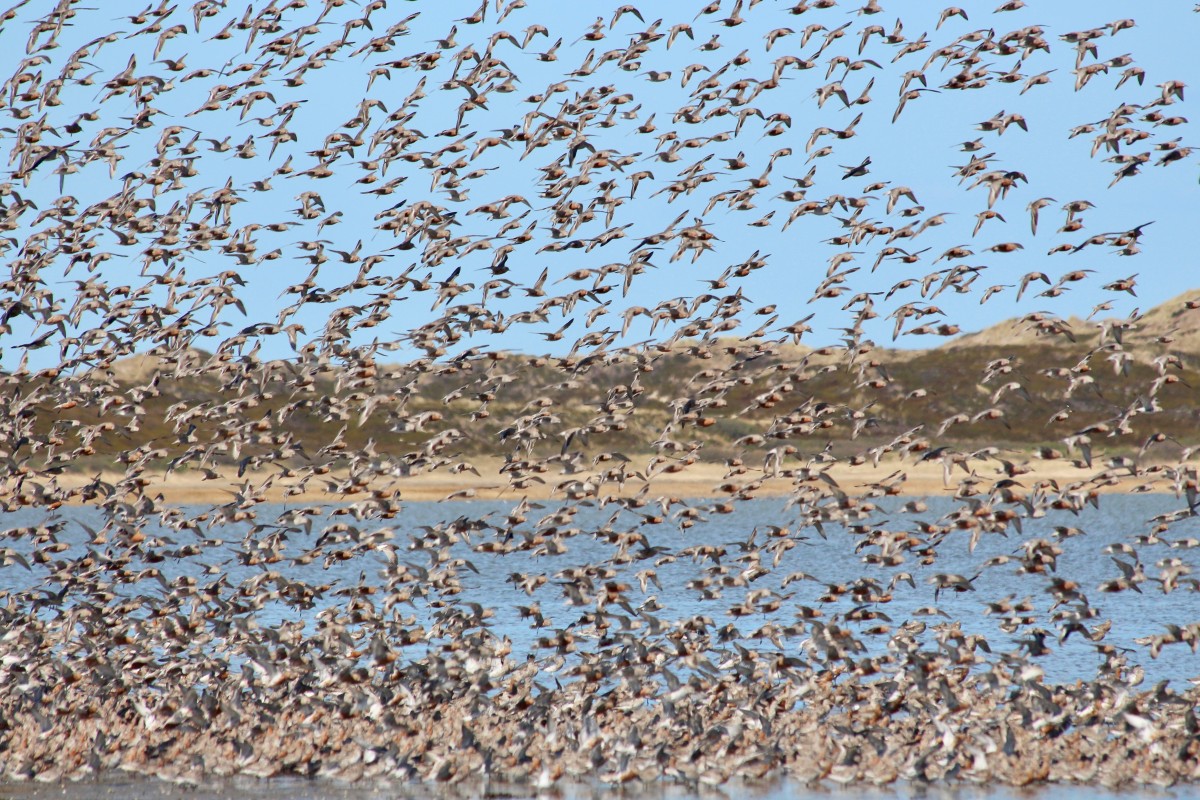 Das Wattenmeer ist der wichtigste Rastplatz für Tausende Zugvögel auf der Ostatlantischen Zugroute.