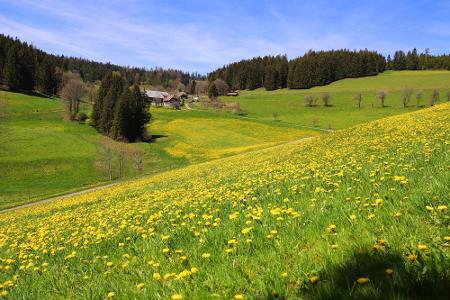 Grundhof_Furtwangen_Blick_Tal