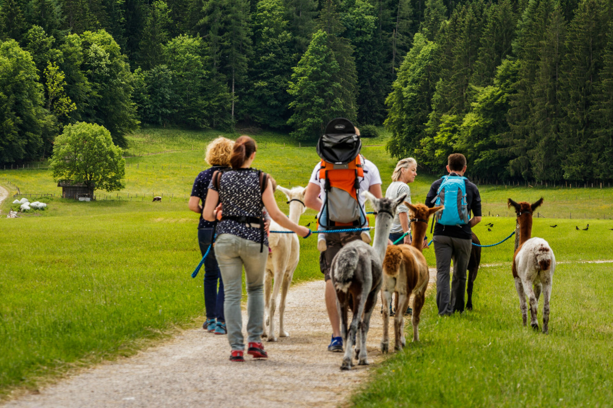 Wanderung mit Alpakas