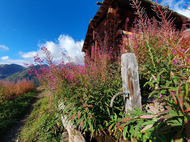 Blumenwiesen und Wanderwege auf der Lauchernalp im September