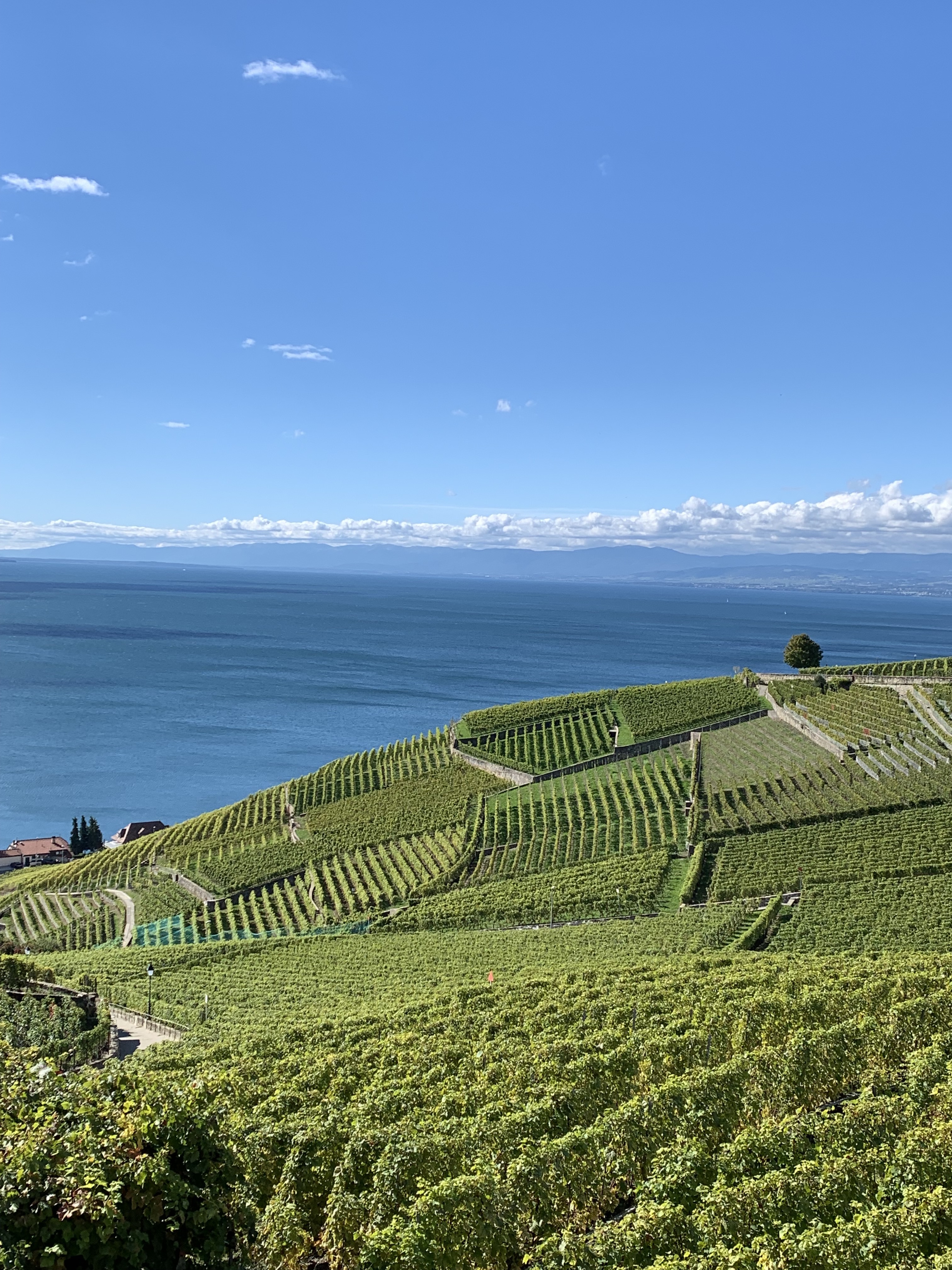 Dégustation de vin en Lavaux – Lausanne Tourisme – Site officiel