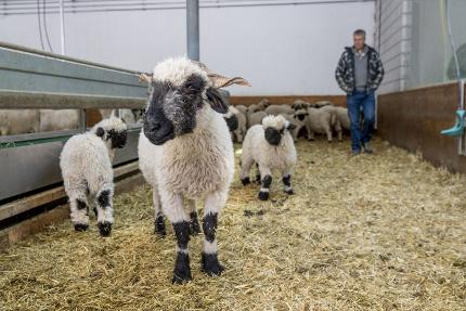 Visit at the Tradition Julen sheep barn