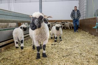 Sheep barn / Copyright holder: &copy; David Birri