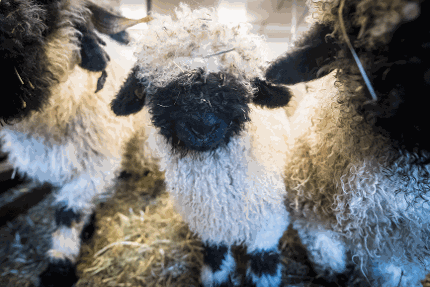 Toilettage des moutons à nez noir